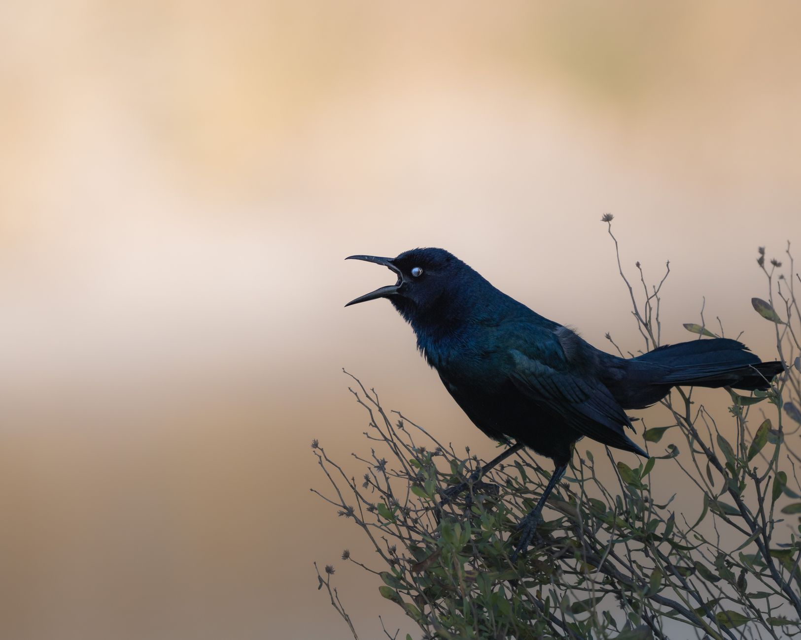 Communication Multi Decoder Why do black birds squawk? - The Institute for Environmental Research ...
