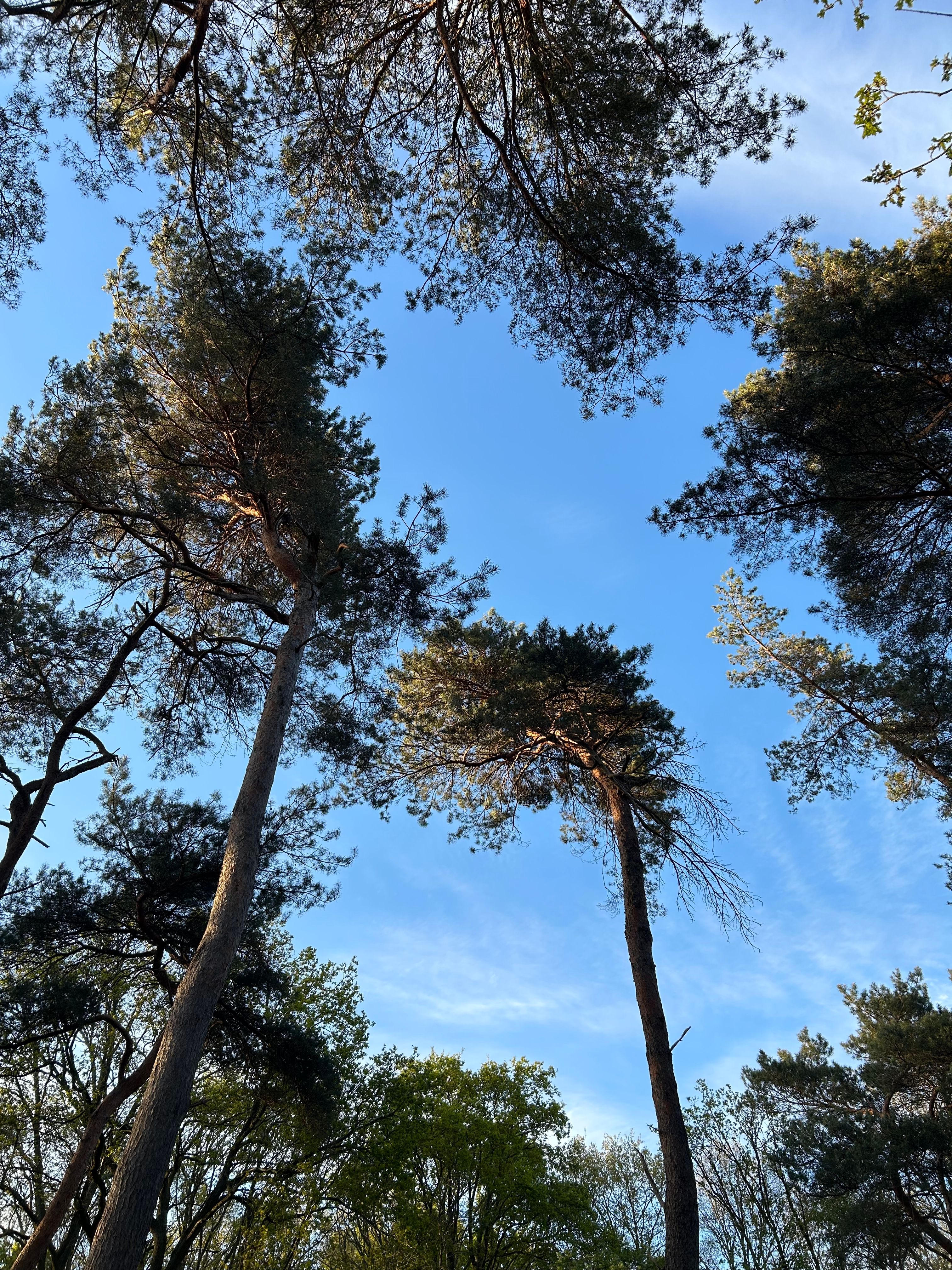 Tall Pine Trees Under Clear Blue Sky · Free Stock Photo