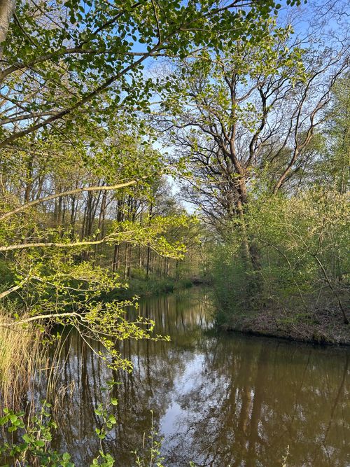 Free Serene forest scene in spring with lush greenery and reflective river. Stock Photo