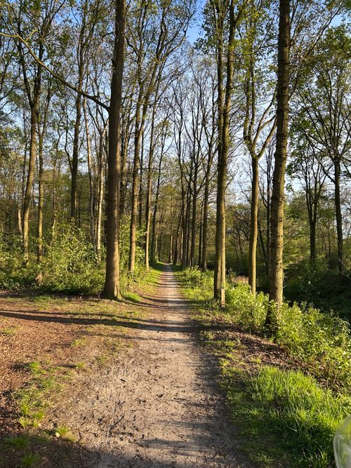 Free A serene forest pathway surrounded by tall trees in springtime with sunlight filtering through the leaves. Stock Photo