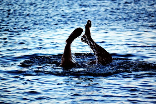 無料 水域で泳ぐ人 写真素材
