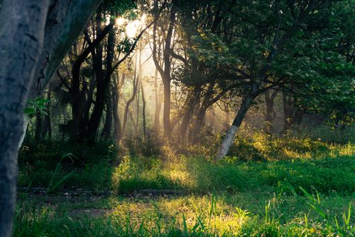 Free Peaceful forest scene with sunlight filtering through trees, creating a serene and natural ambiance. Stock Photo