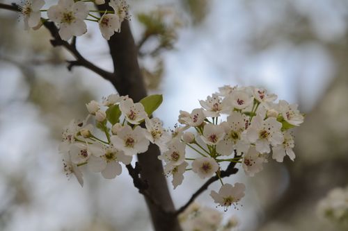 Free Close-up of white pear tree blossoms in springtime. Delicate and beautiful. Stock Photo