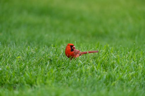 Free A vibrant Northern Cardinal perched in lush, green grass, striking contrast outdoors. Stock Photo