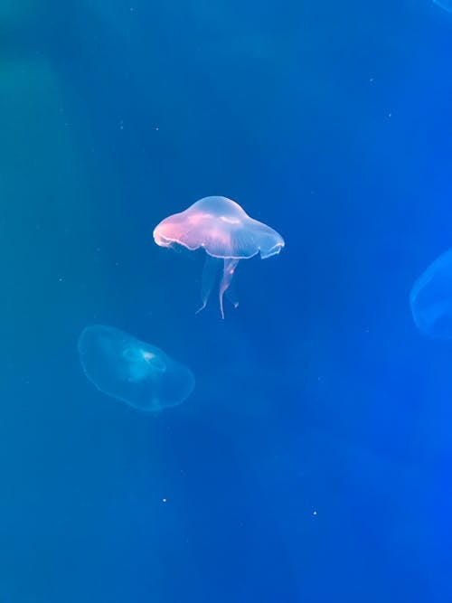 Белая медуза в голубой воде