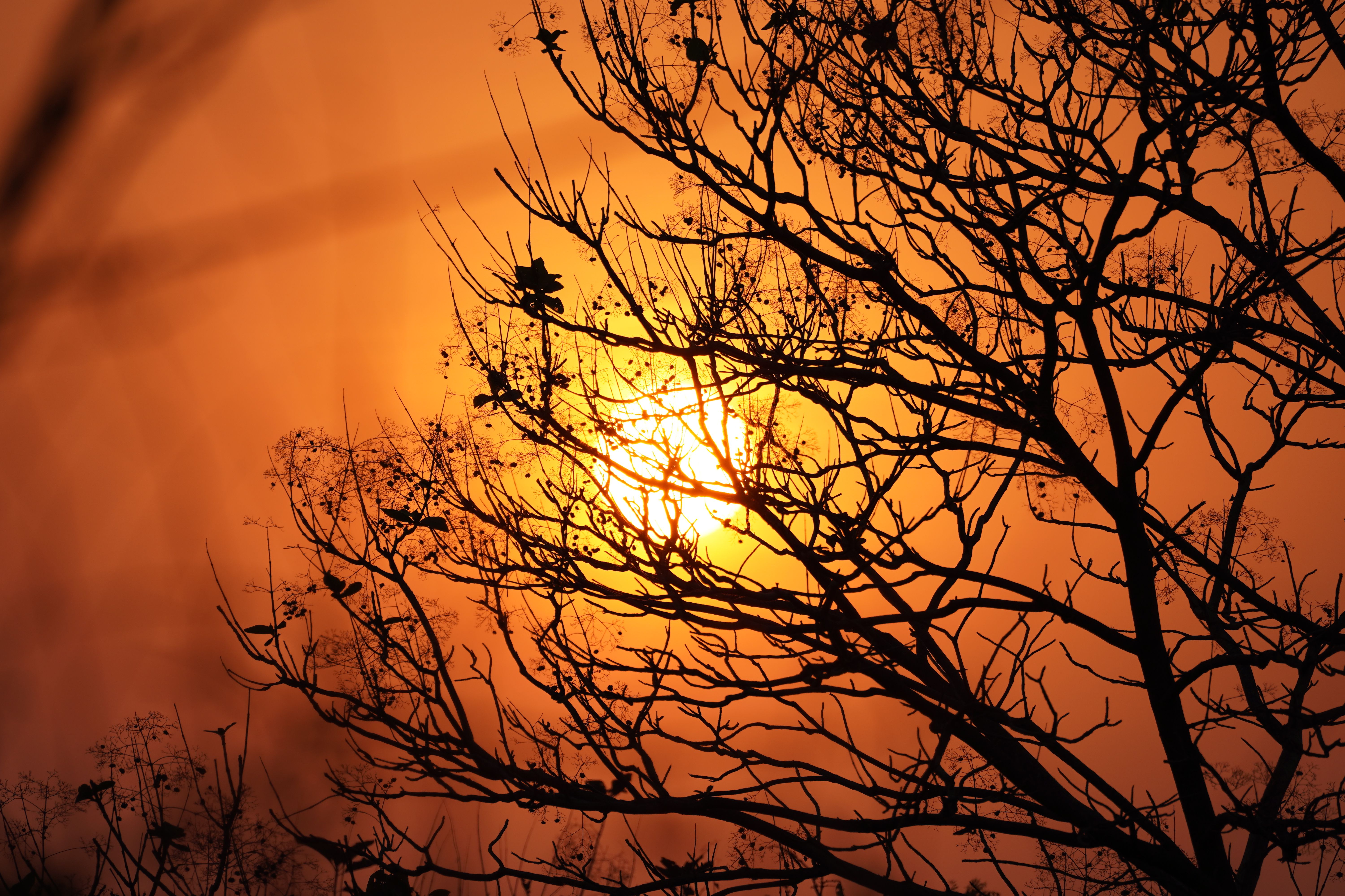 Silhouette of Tree Branches Against Sunset Sky · Free Stock Photo