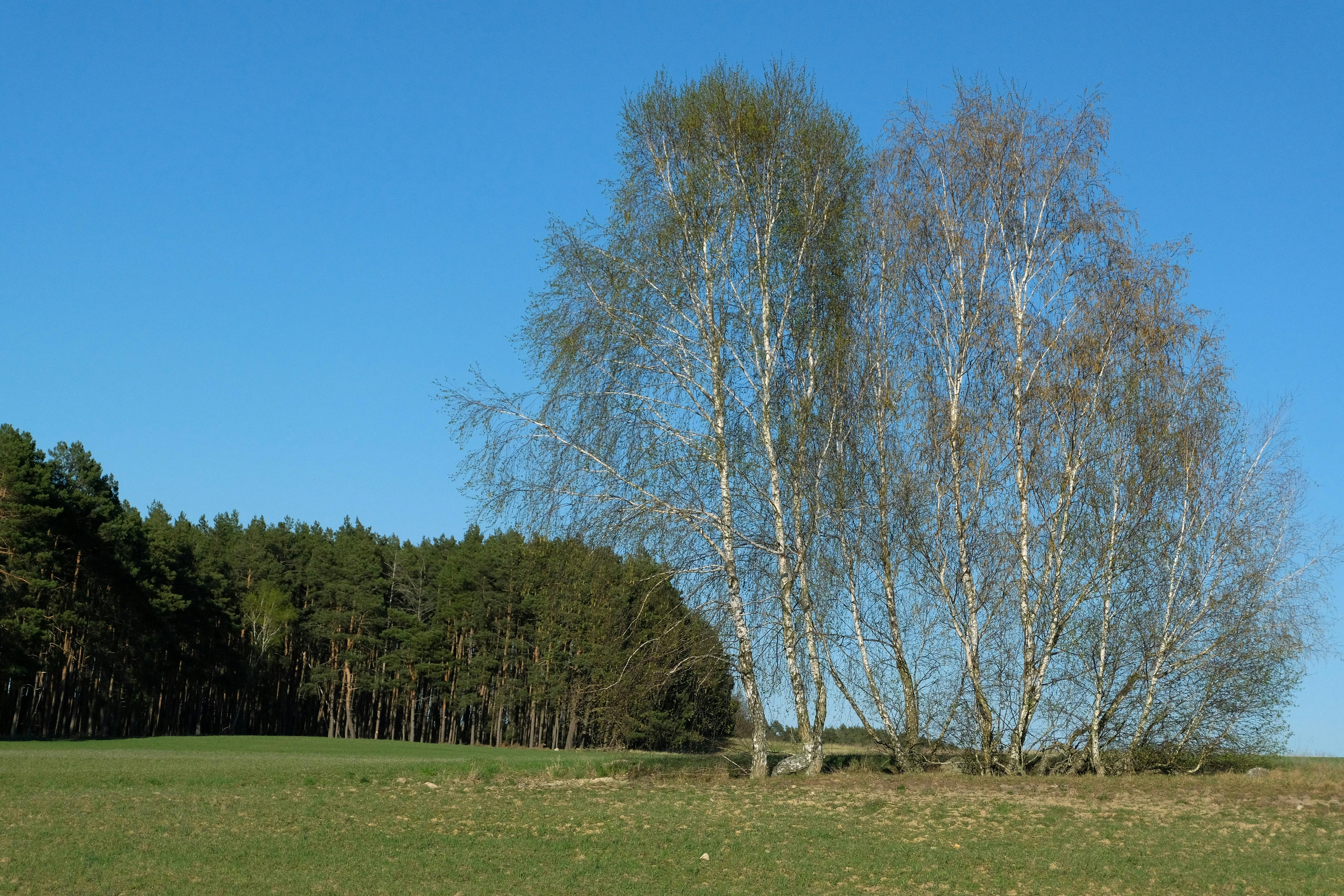 Beautiful birch trees stand tall in a scenic landscape with a clear blue sky and lush forest backdrop.