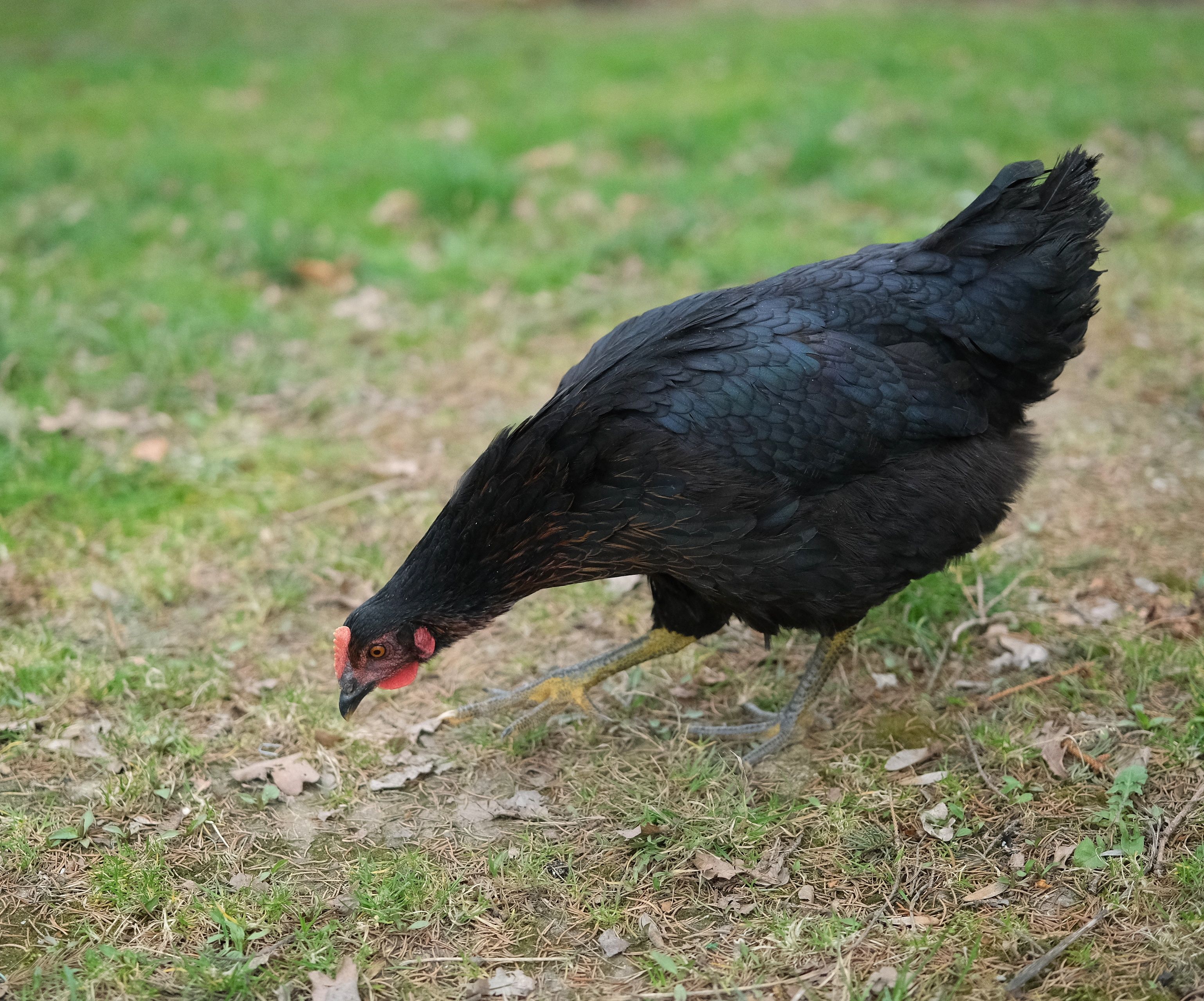 Black Chicken Foraging in Grass Outdoors · Free Stock Photo