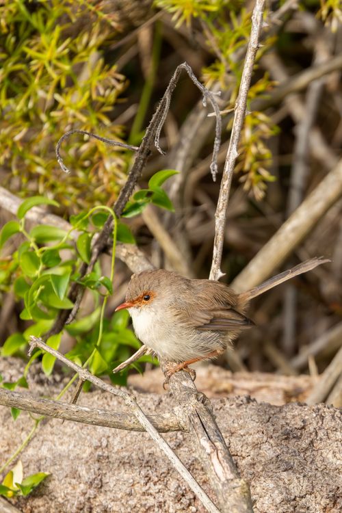 Free Captivating image of a female superb fairy-wren perched on a branch in Culburra Beach, Australia. Stock Photo