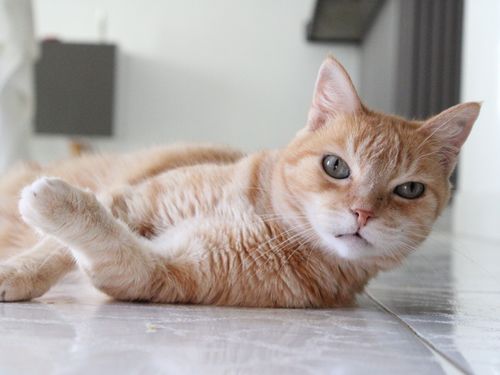 Free A ginger cat with green eyes lounging indoors on a tiled floor, looking relaxed. Stock Photo