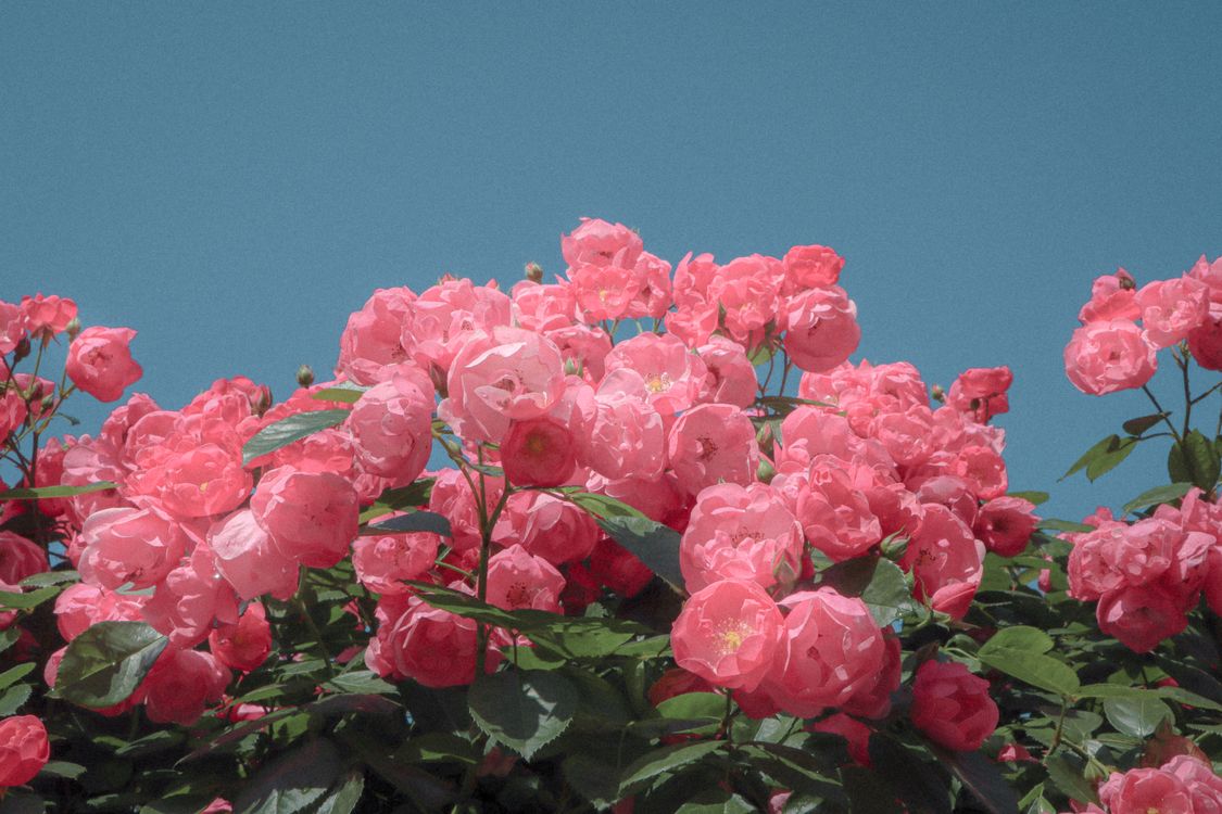 Vibrant Pink Roses against Clear Blue Sky · Free Stock Photo