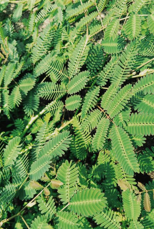 Free Detailed close-up of vibrant green tropical fern leaves creating a rich natural texture. Stock Photo