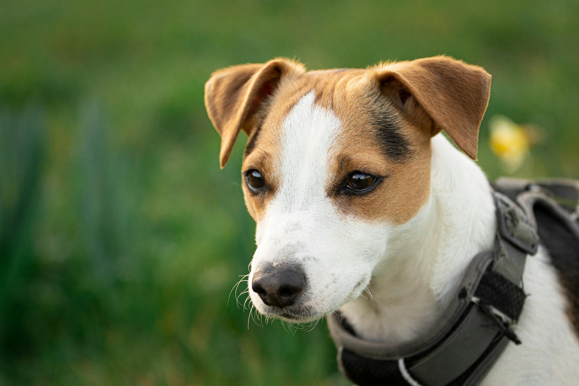 Obedient purebred calm Jack Russell Terrier dog in harness standing on green meadow in countryside and looking away