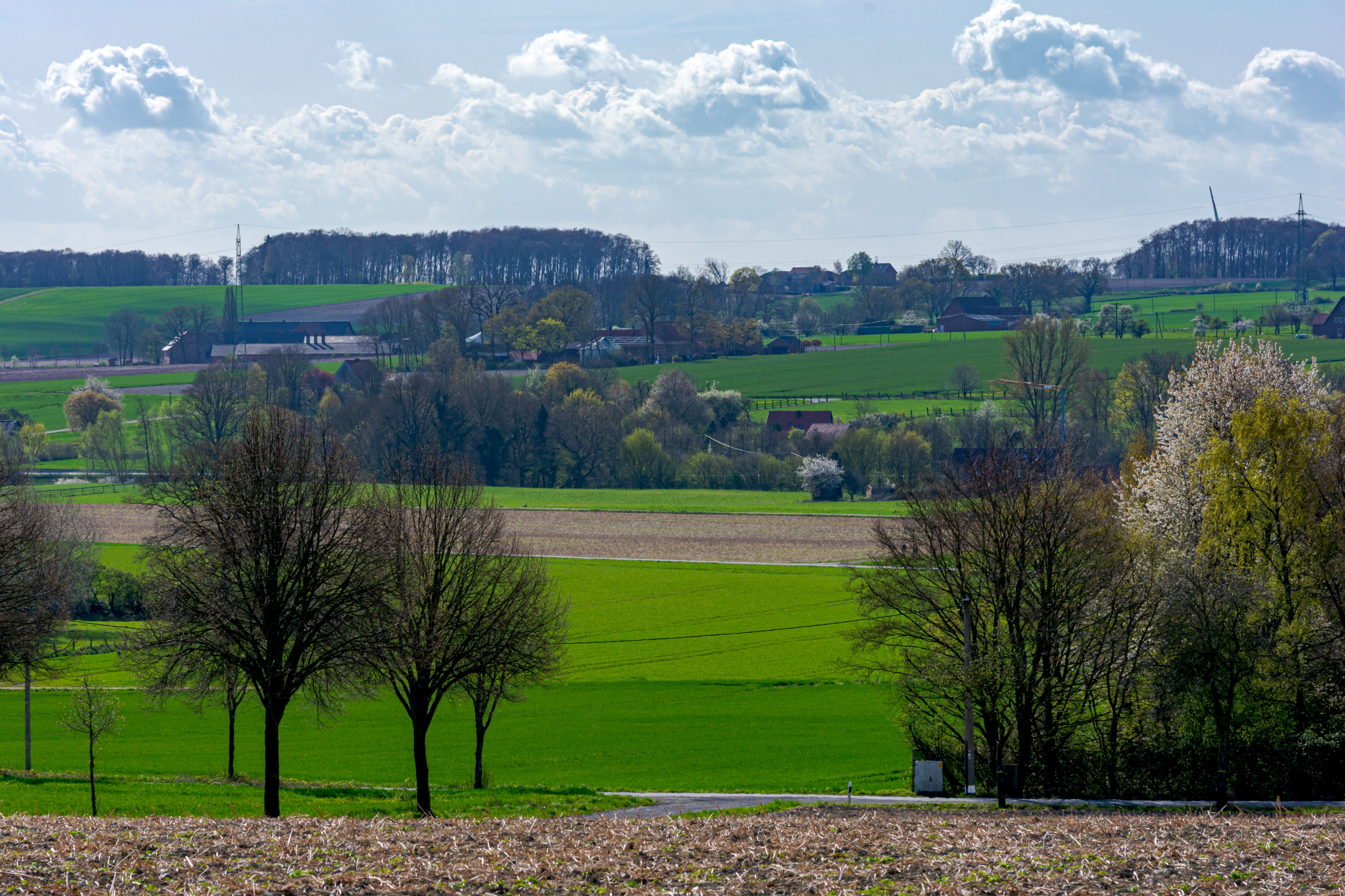 Lush green fields and trees in a rural landscape, Coesfeld, Germany, on a bright spring day.