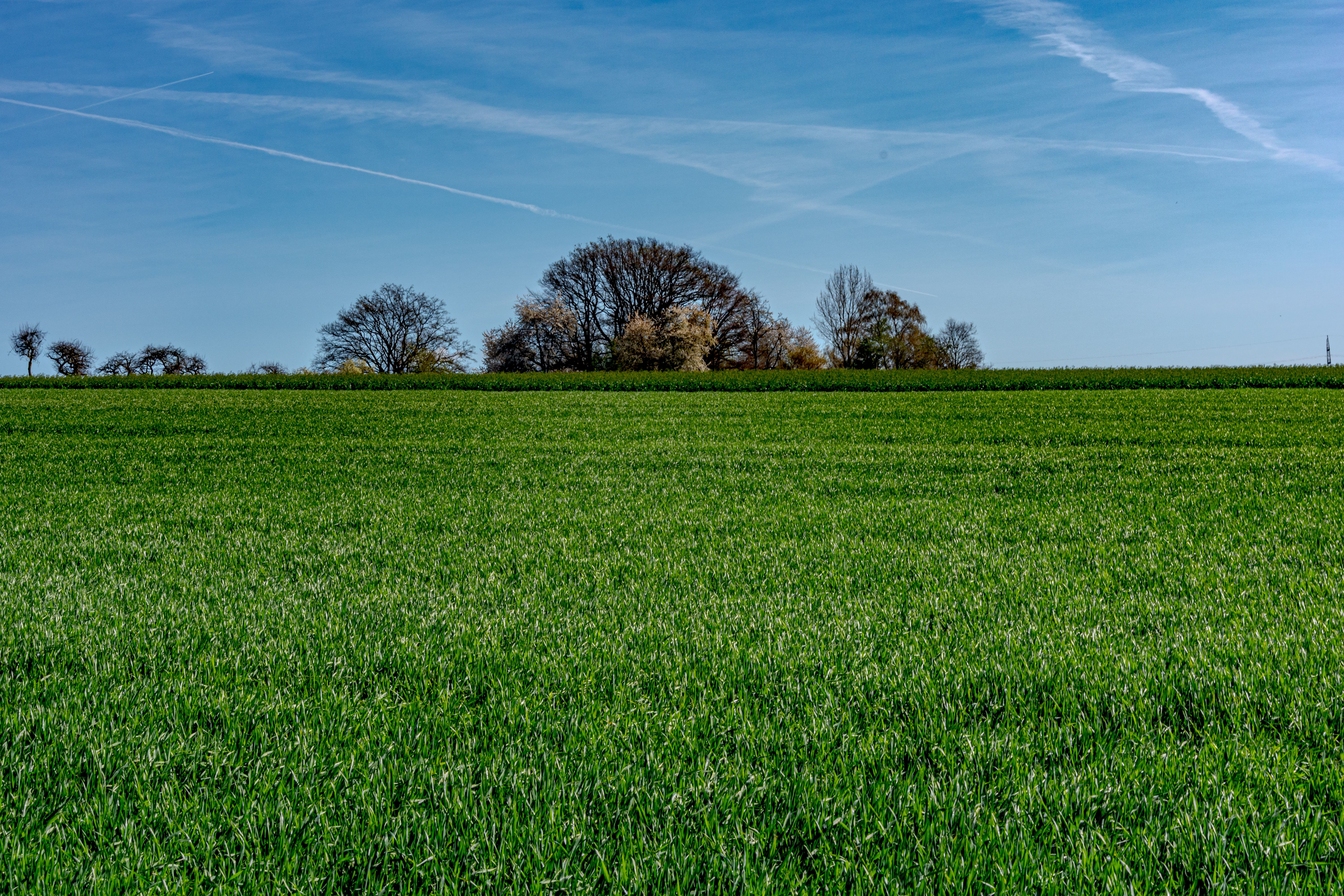 Expansive green field with trees under a bright blue sky in Coesfeld, Germany.