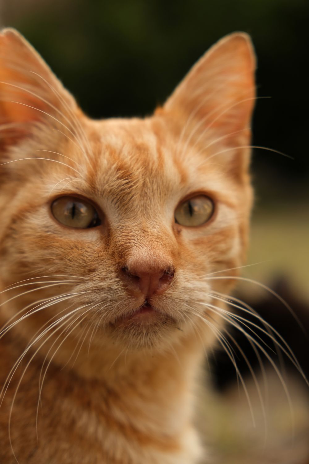 Close-up Portrait of a Ginger Cat Outdoors · Free Stock Photo