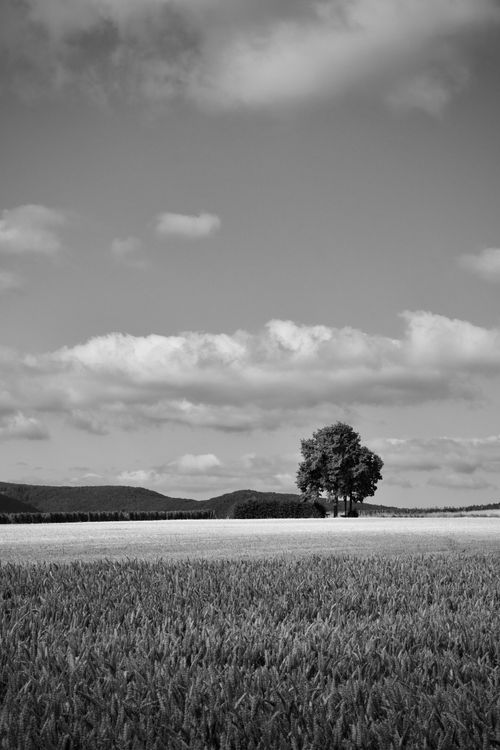 Serene Black and White Landscape with Lone Tree · Free Stock Photo
