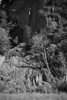 Monochrome image of a rocky cliff with trees under natural light.