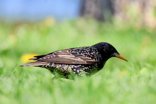Free Close-up of a European Starling on vibrant green grass in Bucharest during springtime. Stock Photo