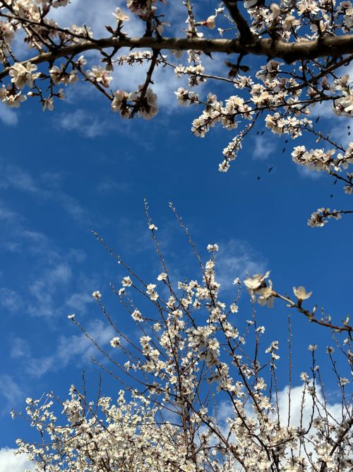 Free Beautiful almond blossoms in full bloom under a clear blue sky, capturing the essence of spring. Stock Photo