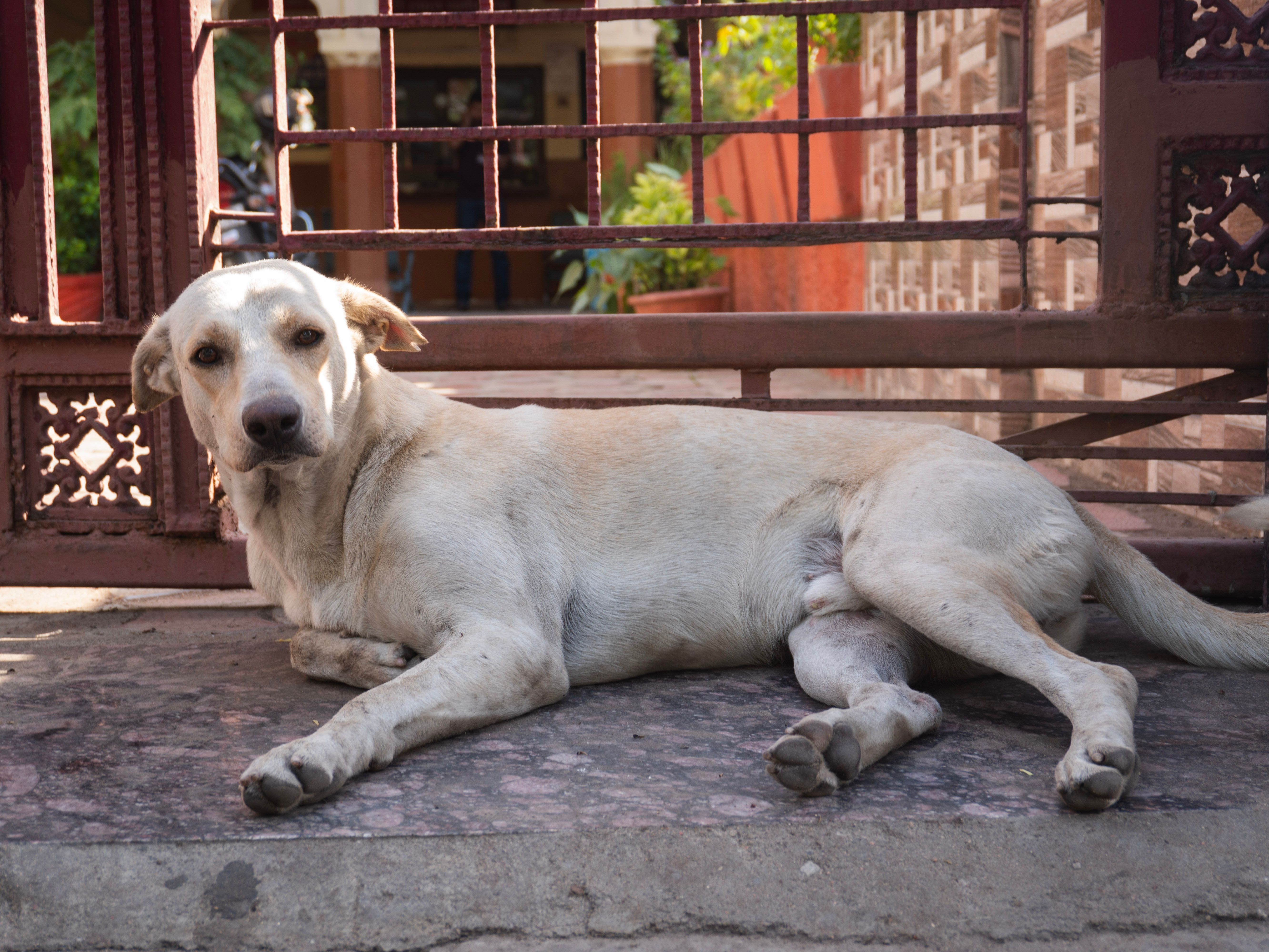 pet lifestyle bhopal — Photo by momentsbymanan on Pexels