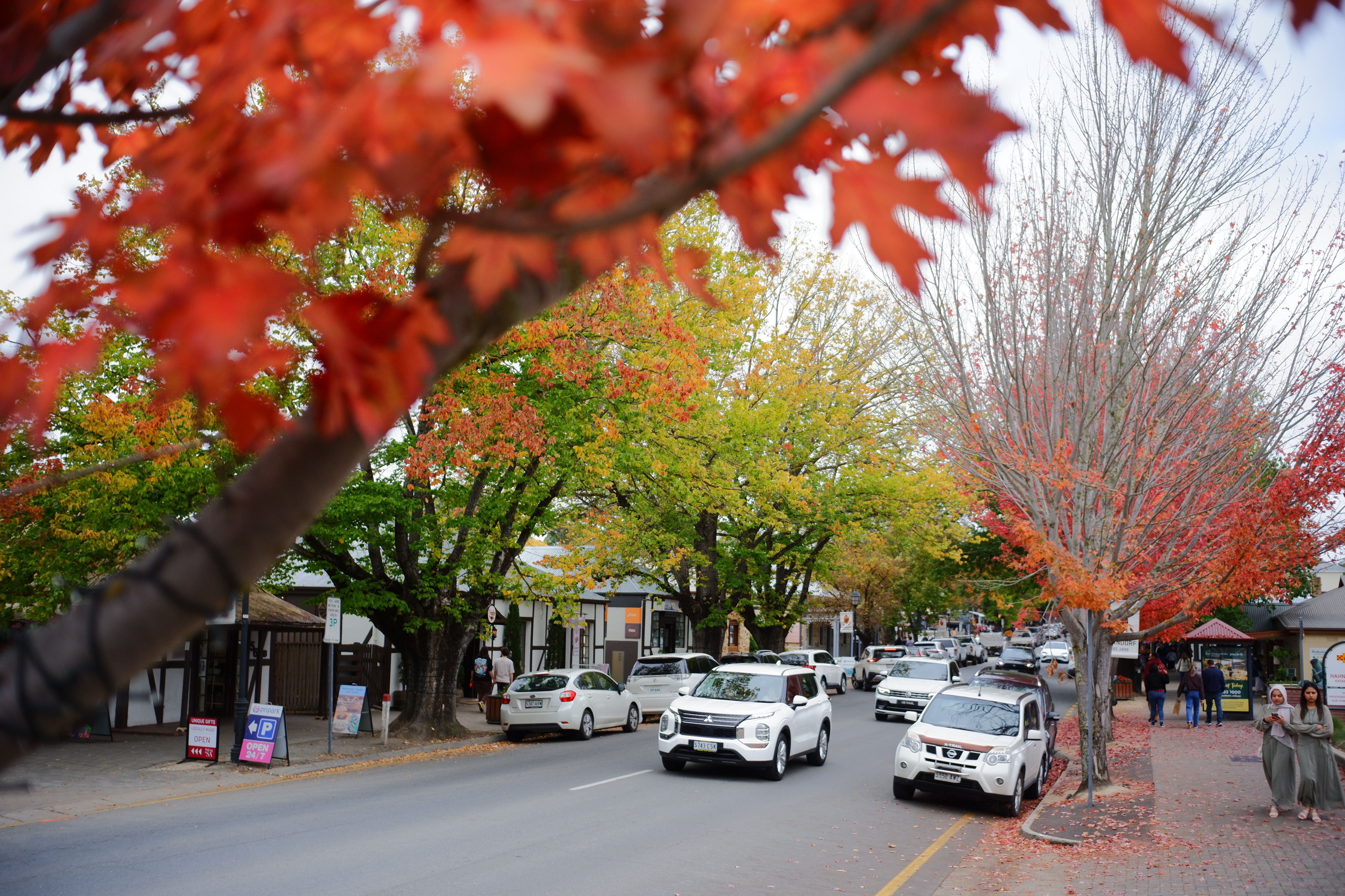 Capture of an urban street in autumn with vibrant red and green foliage lining the road.
