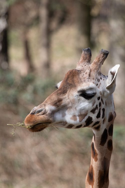Free A giraffe gracefully chewing leaves in its natural habitat on a sunny day. Stock Photo