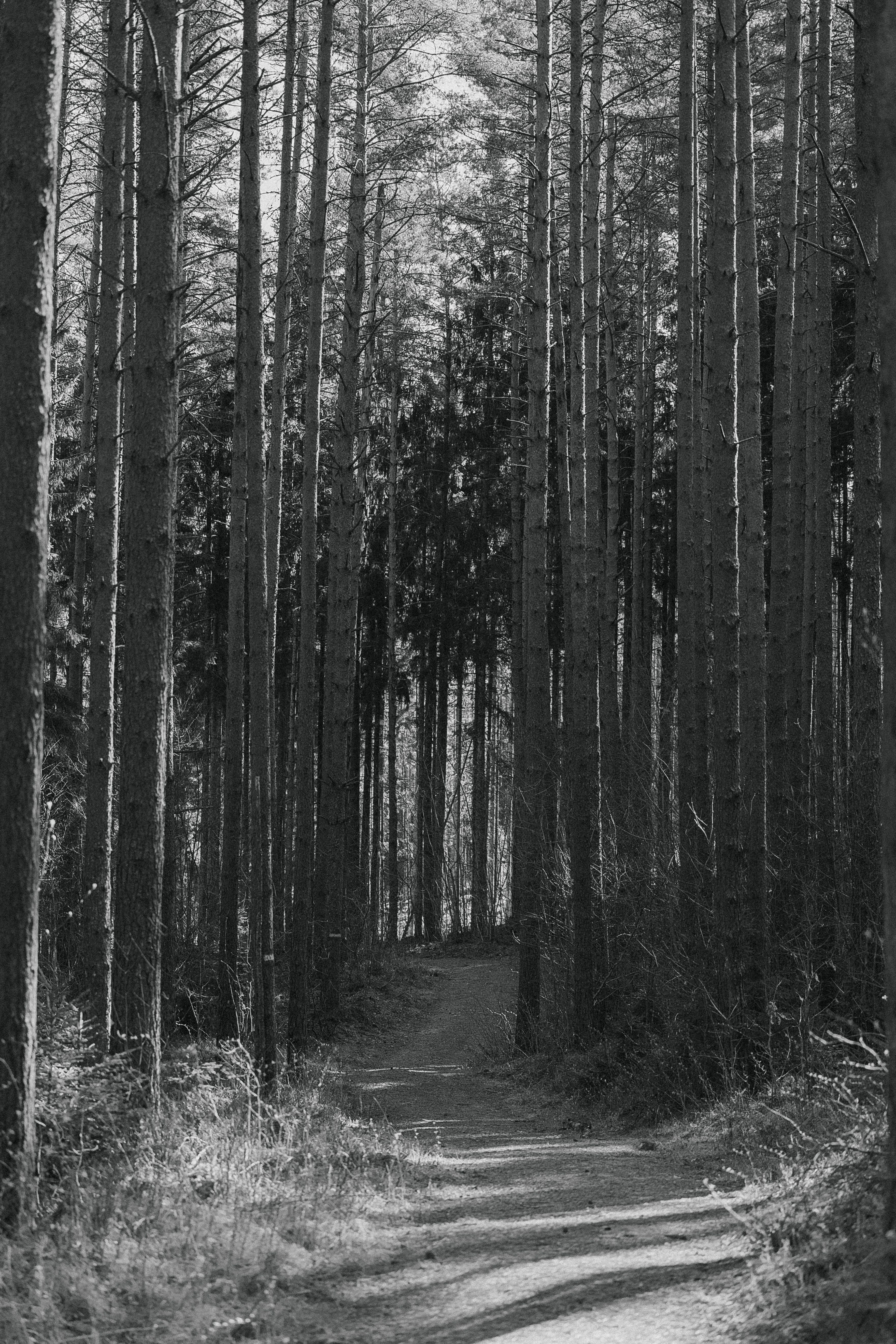 Serene Forest Path in Black and White · Free Stock Photo