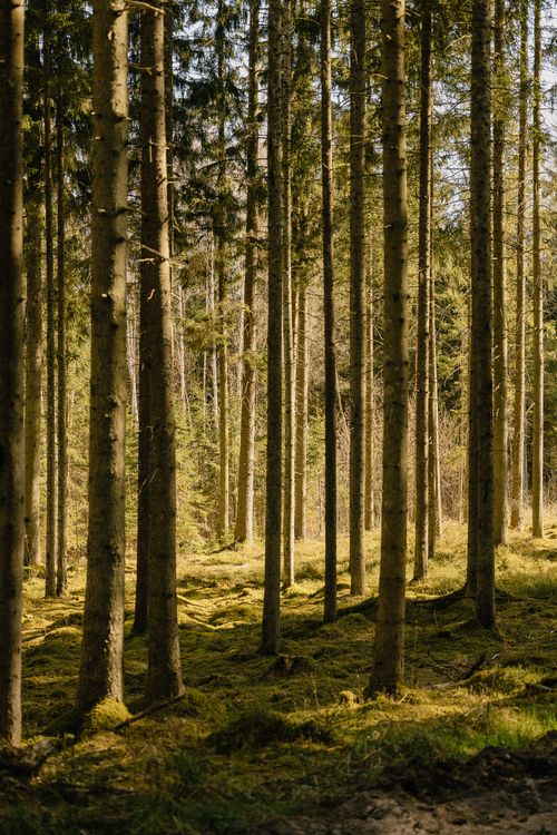 Free A tranquil forest scene with towering pine trees bathed in warm sunlight, creating a natural and calming atmosphere. Stock Photo