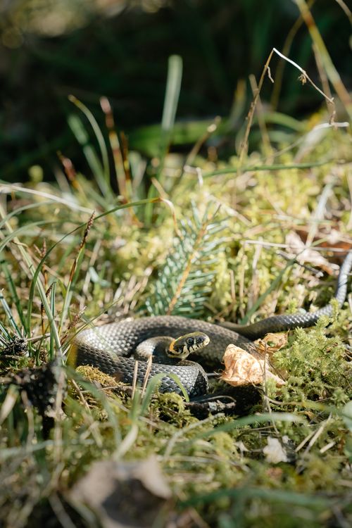 Free A grass snake basking in the sunlight among lush greenery and moss. Stock Photo