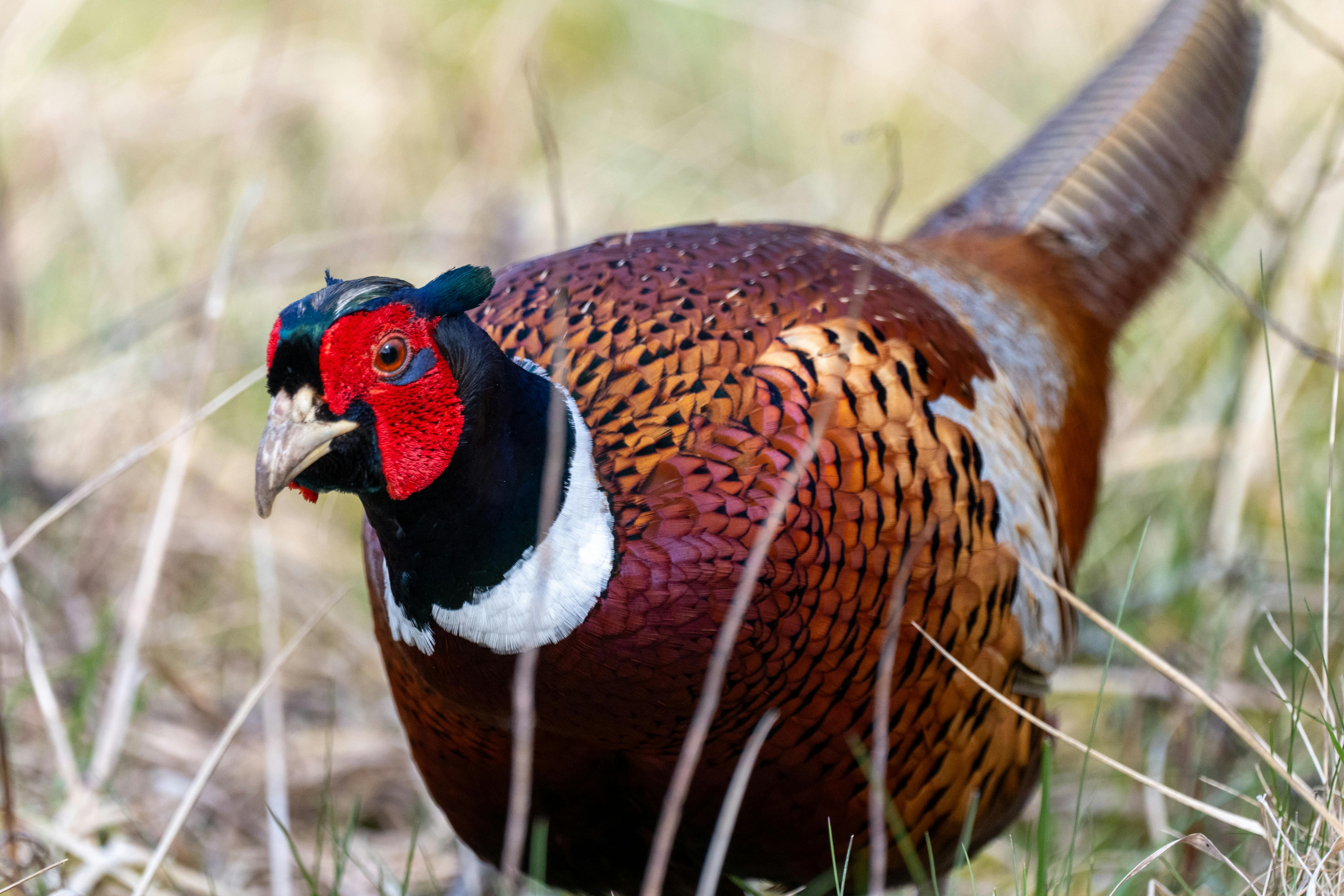 All-Canada Show promotes hunting, fishing and outdoor adventure — Photo by Mike Norris on Pexels