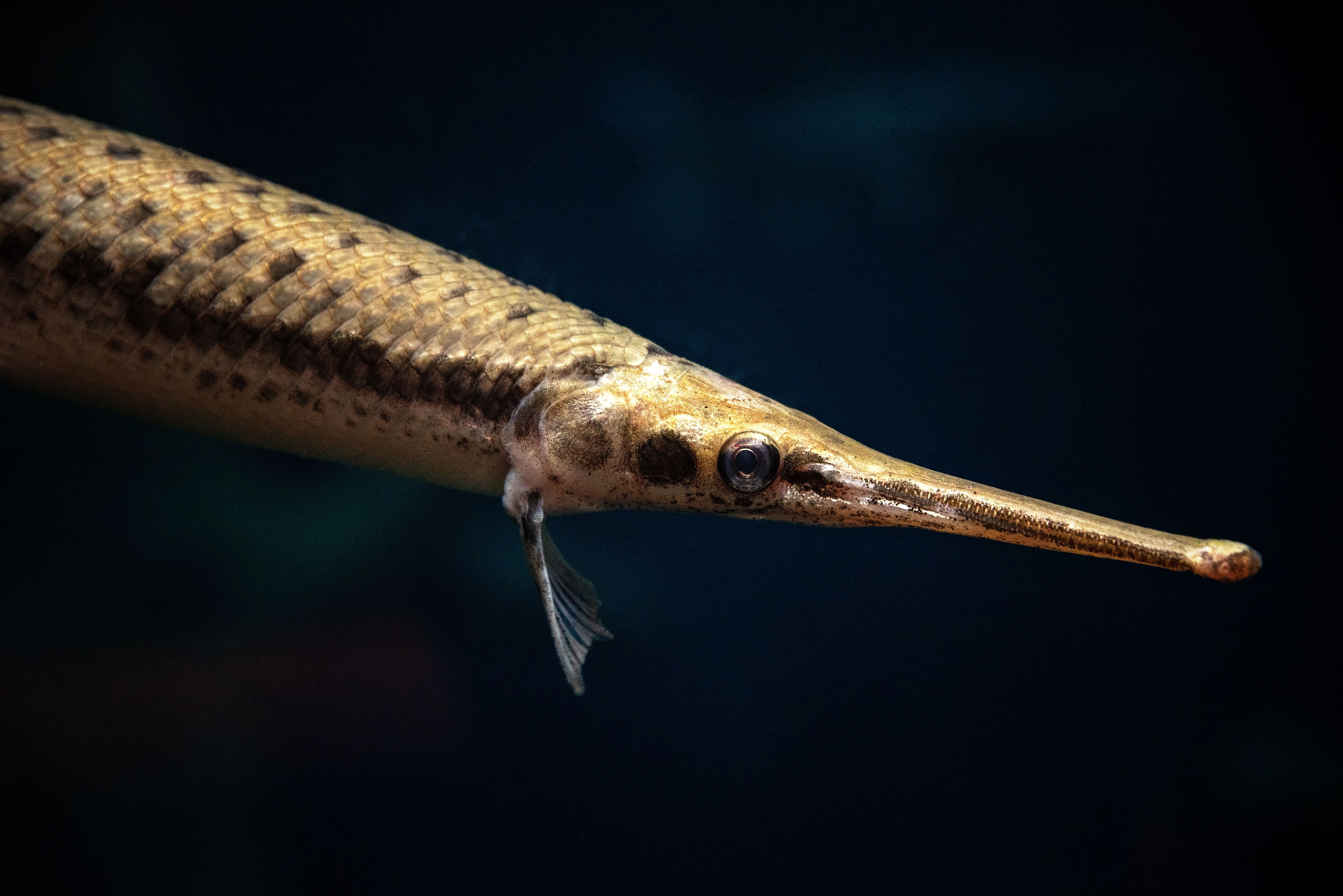 bahama fish has long