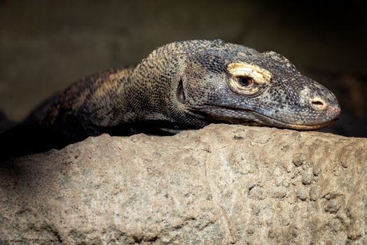 Komodo dragons with a ranger — Komodo Islands