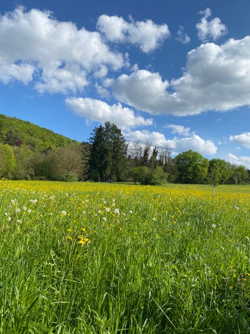 Free Scenic spring meadow with wildflowers and a lush green landscape under a vibrant blue sky in Germany. Stock Photo
