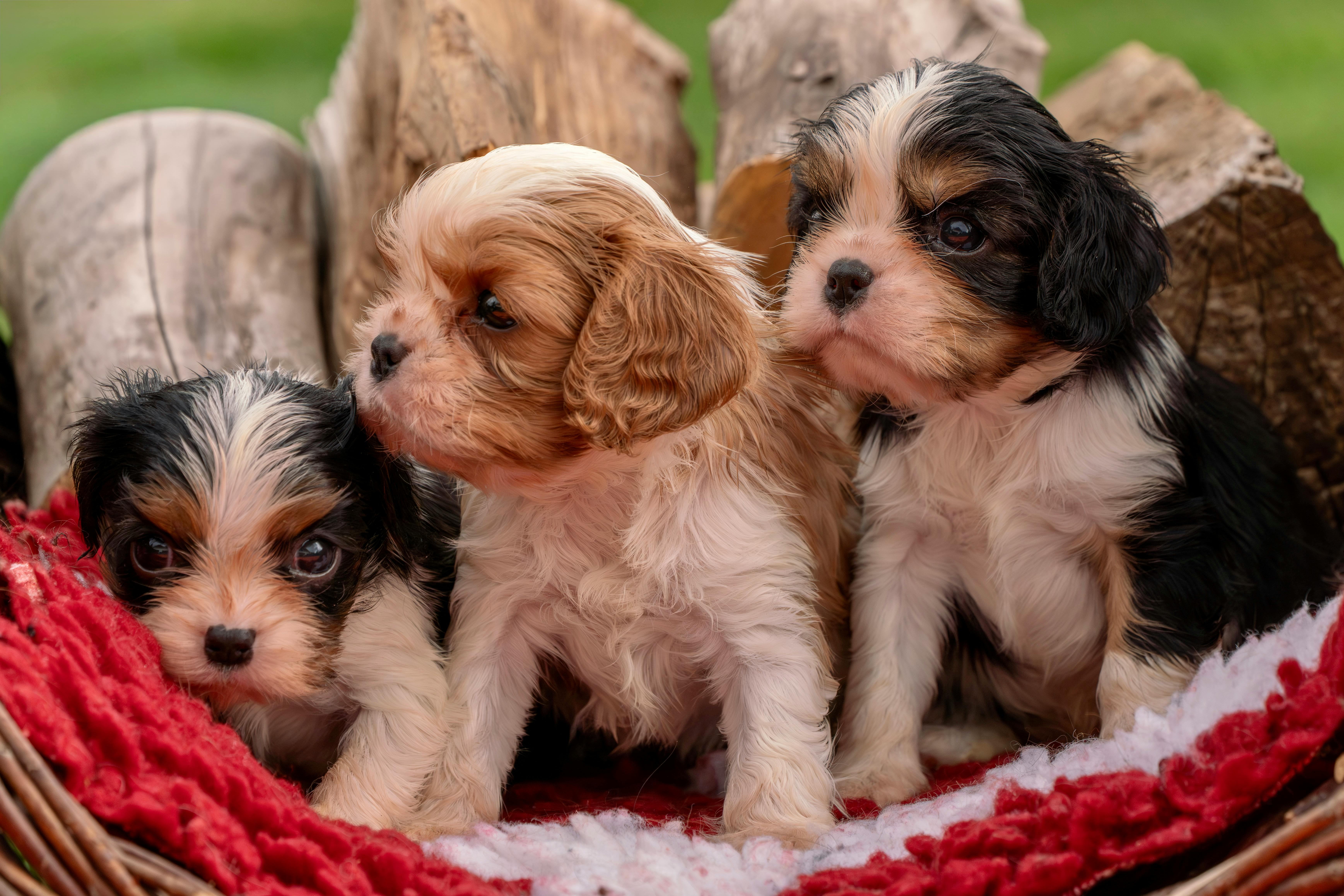 pet insurance, veterinary costs, pet health coverage, dog insurance, cat insurance, pet wellness — Photo by Susanne Jutzeler,