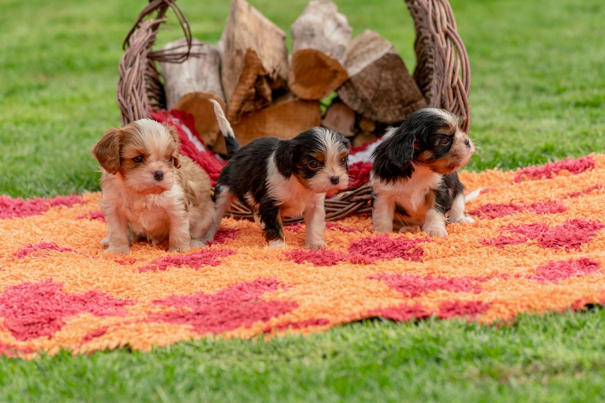 Puppy Potty Training Schedule by Age