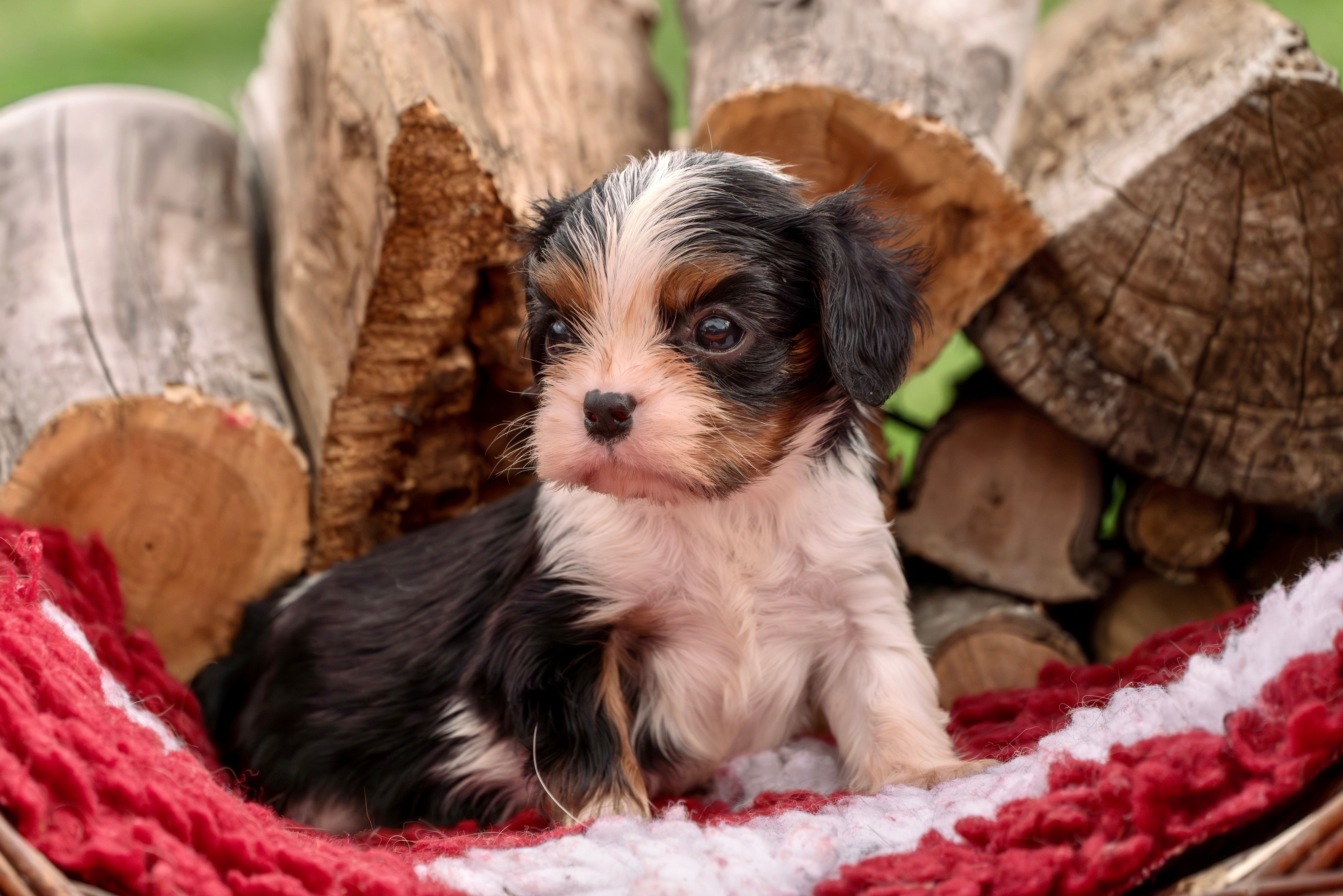 A chocolate Cavalier King Charles Spaniel puppy in a basket