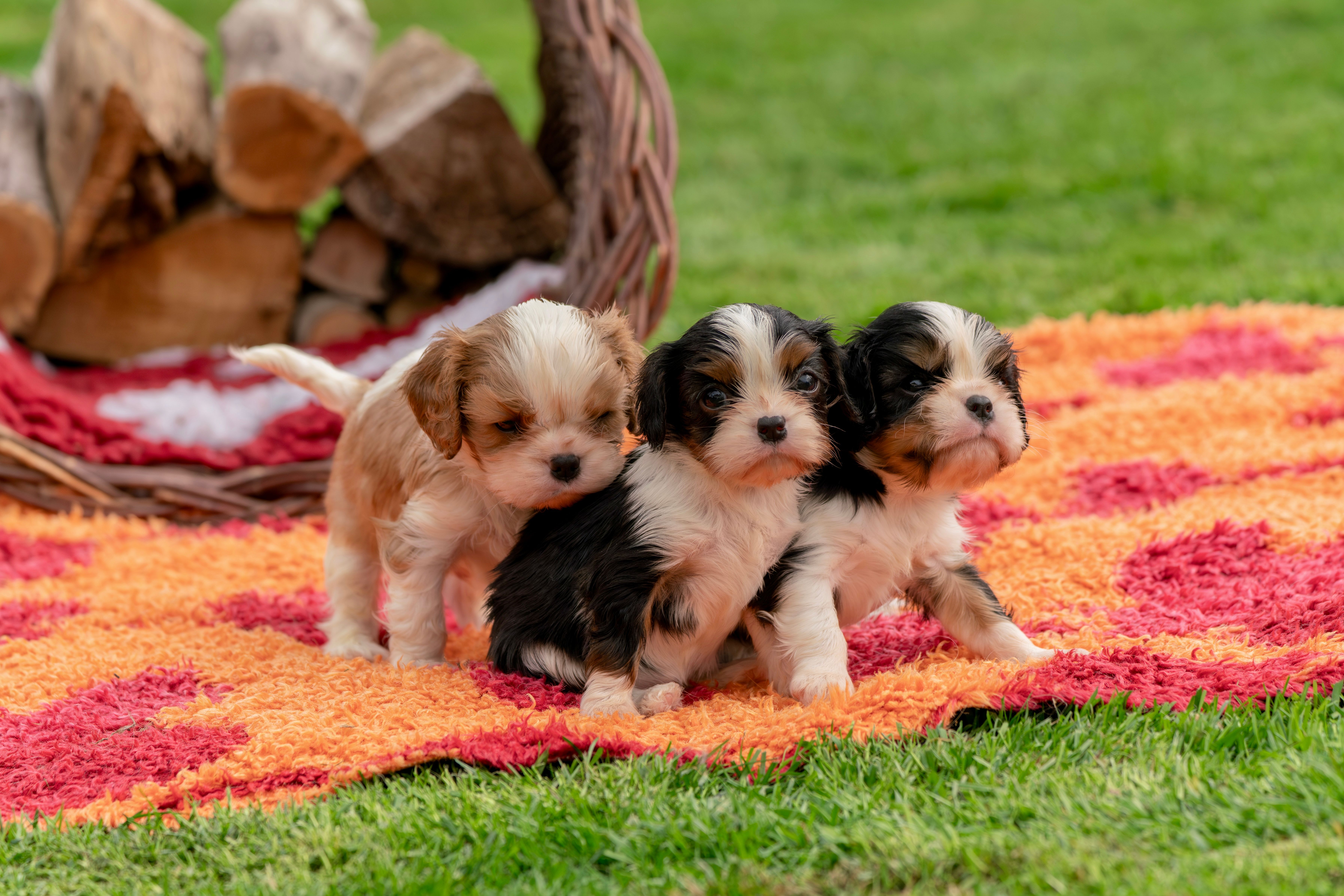 Reputable Dog Sellers In Murray Bridge: Responsible Buying Guide for Australian Families