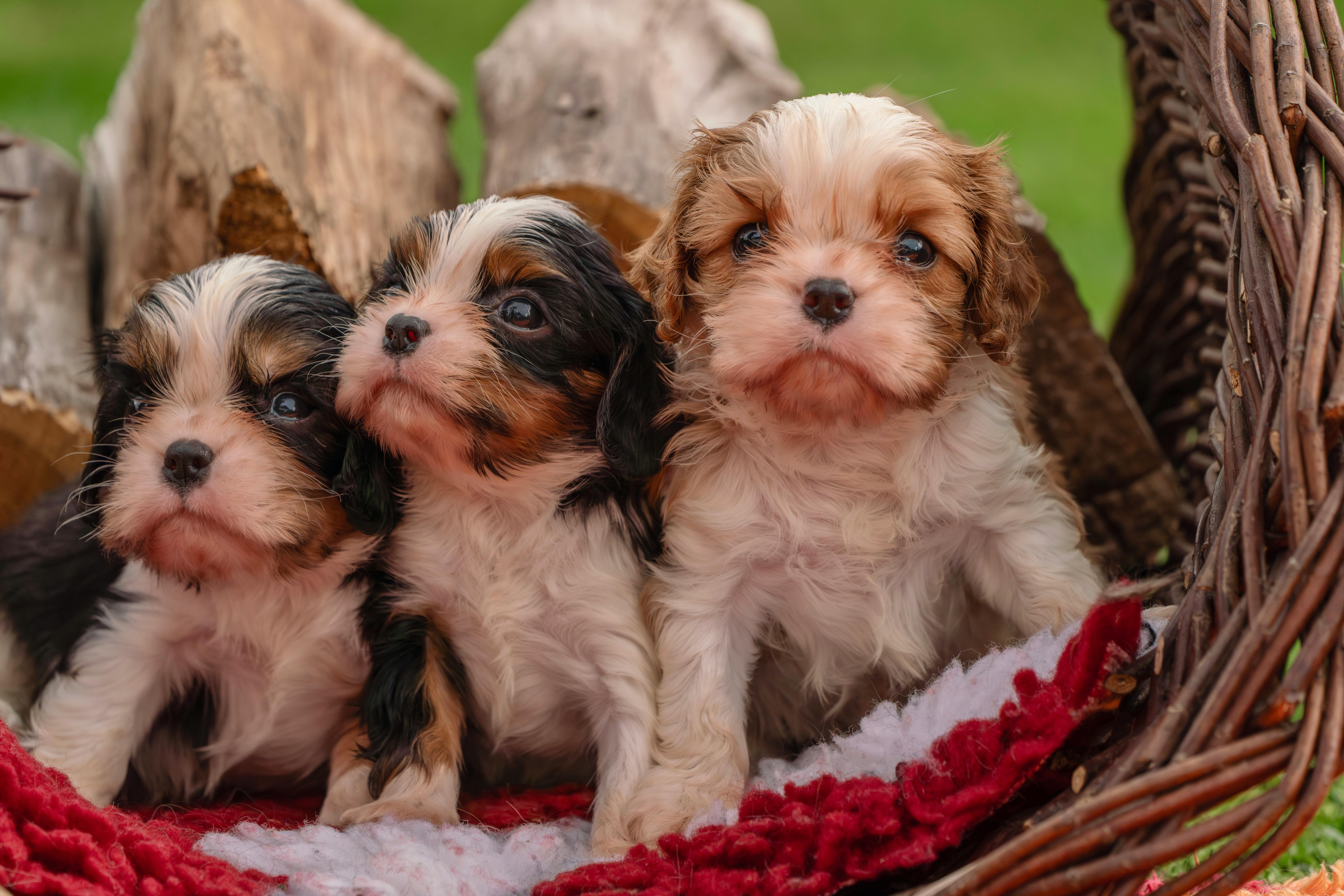Reputable Dog Sellers In Memphis: Responsible Buying Guide