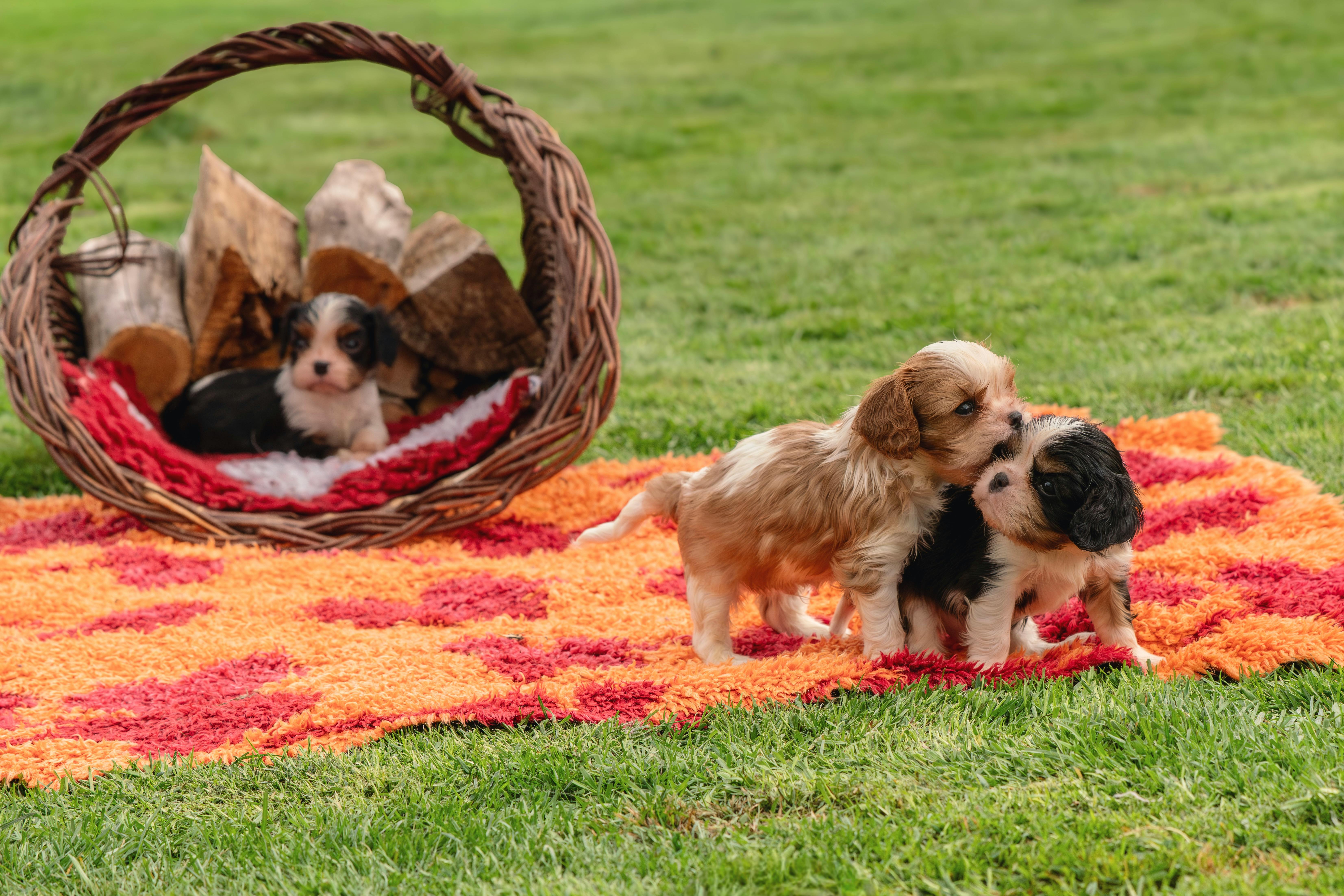 pet lifestyle more lifestyle pets — Photo by Susanne Jutzeler, suju-foto on Pexels