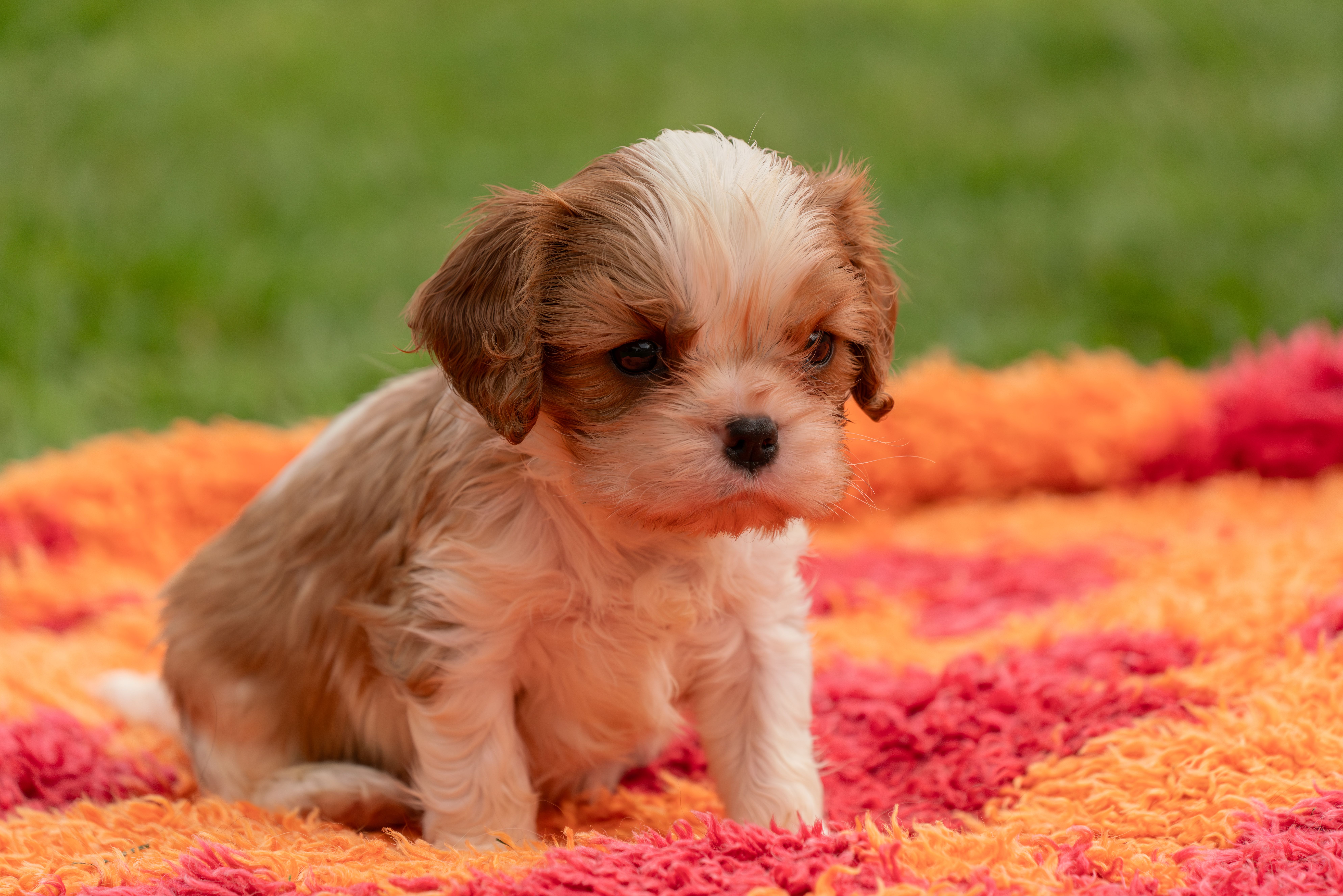 king charles