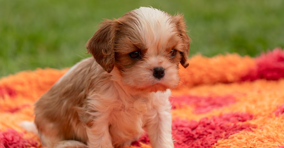king charles
