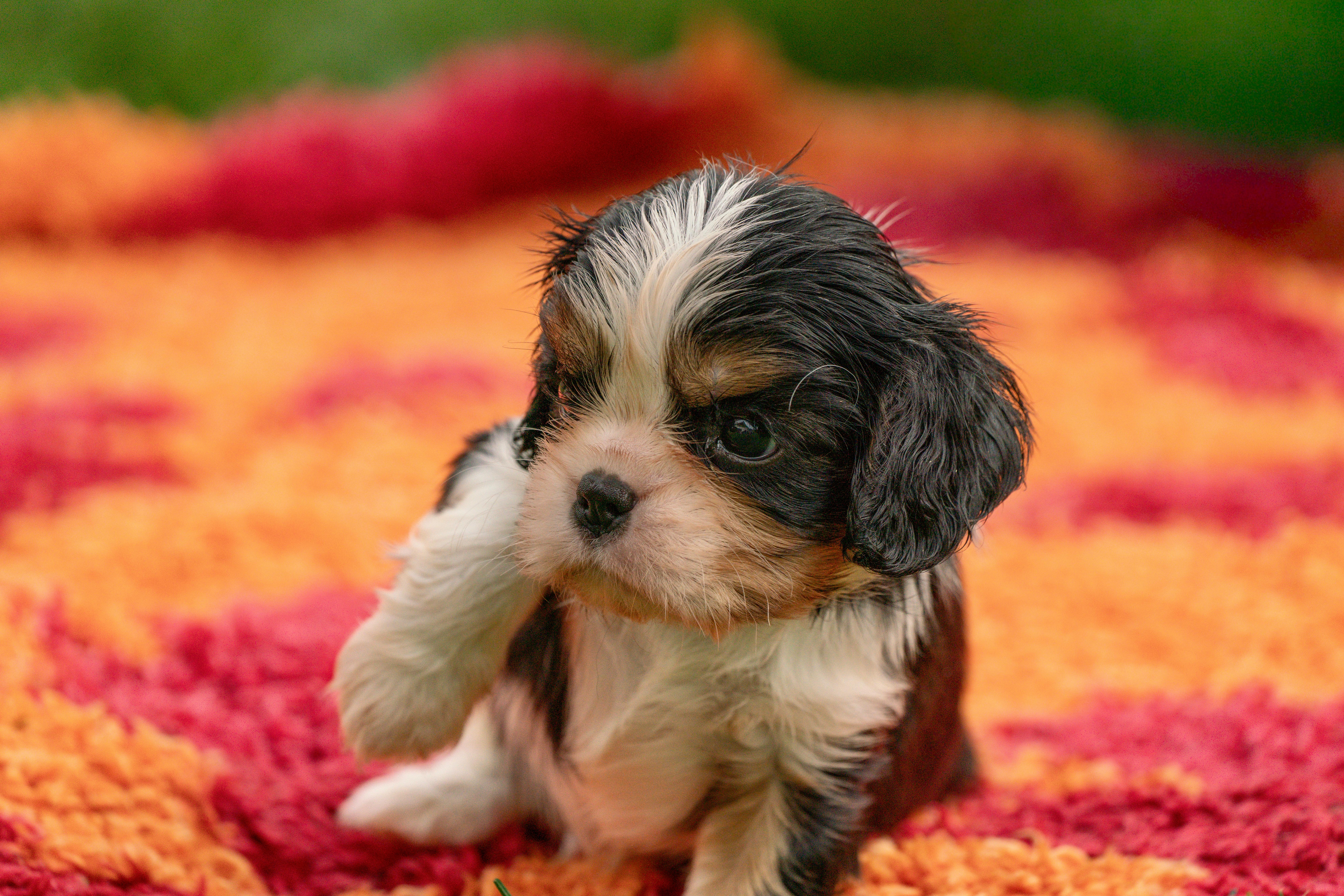 pet care pet grooming — Photo by Susanne Jutzeler, suju-foto on Pexels