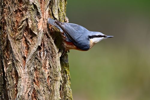 Free A nuthatch perches on a tree trunk in a natural setting, showcasing its vibrant plumage. Stock Photo