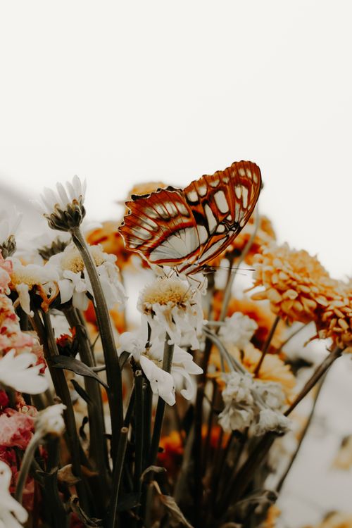 Free A butterfly perched on colorful wildflowers, showcasing nature's beauty and delicate balance. Stock Photo