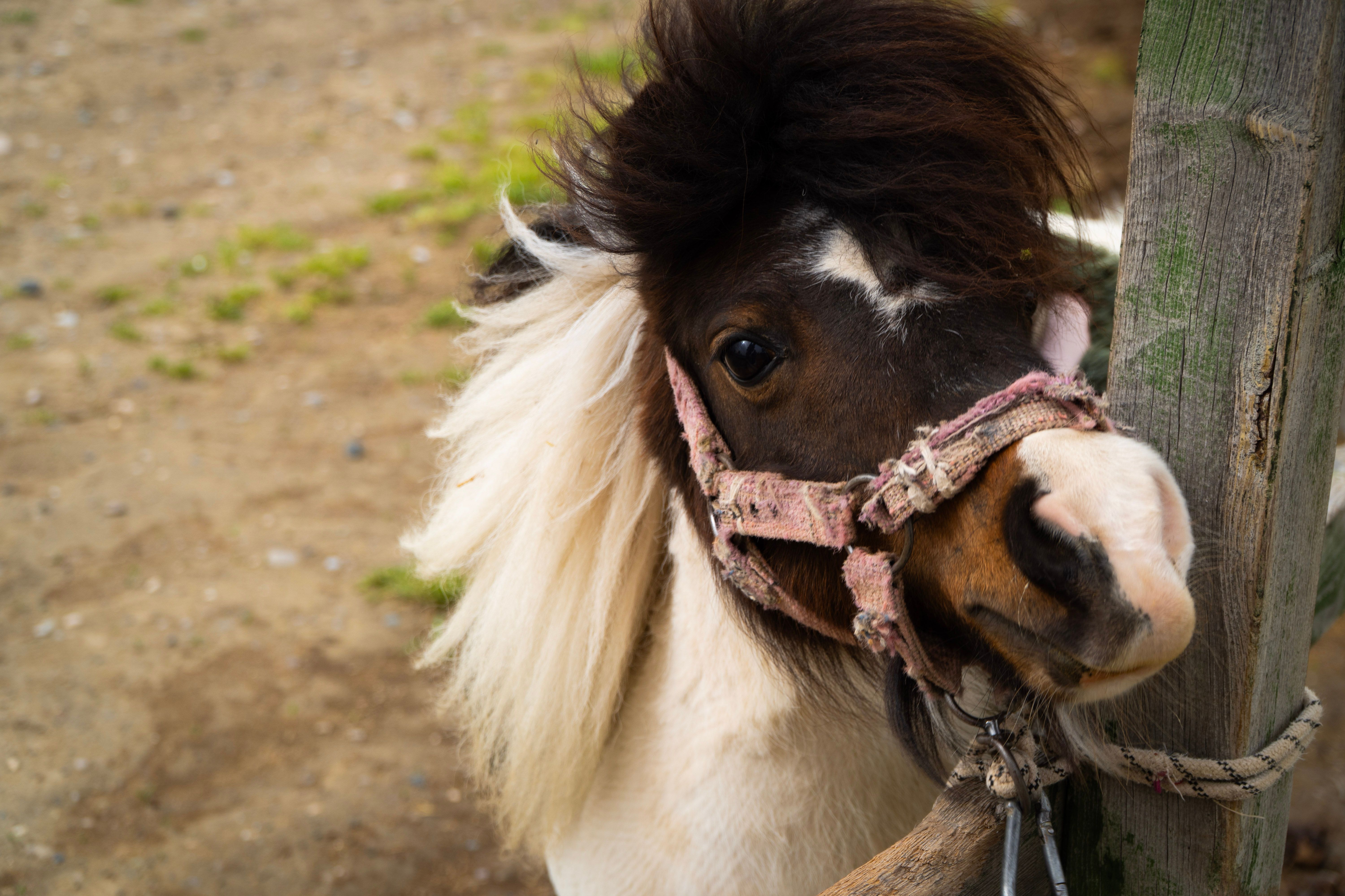 Adorable Shetland pony with bridle in rustic outdoor setting. Perfect for animal lovers.