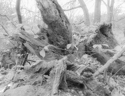 倒下的樹, 天性, 損壞的樹 的 免費圖庫相片