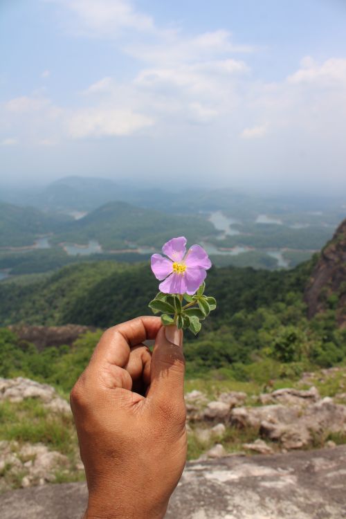 Free A hand holding a purple flower with a mountain and river view in the background. Stock Photo