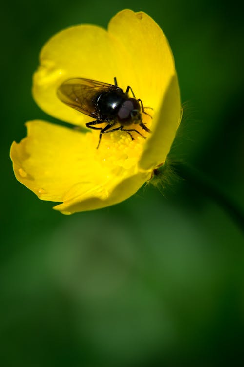 Free stock photo of buttercups, colours, dof