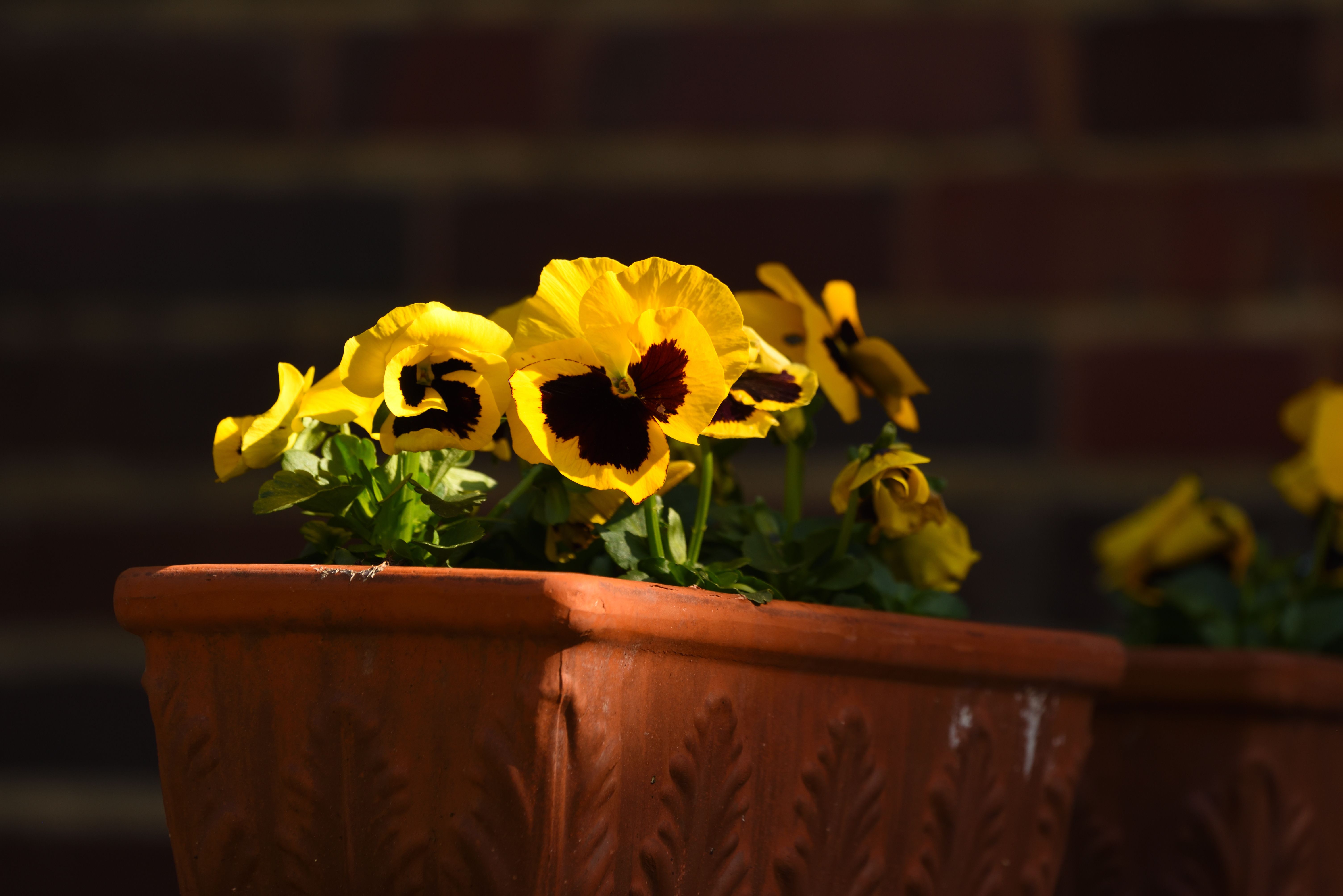 Bright yellow pansies in a terracotta pot illuminated by sun, with a brick wall backdrop in Hannover.